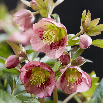 Green boutiQ - Tuinplant - Lenten Rose - Helleborus Dacaya - Roze Bloem - Groenblijvend - Pot 19cm Hoogte 50cm