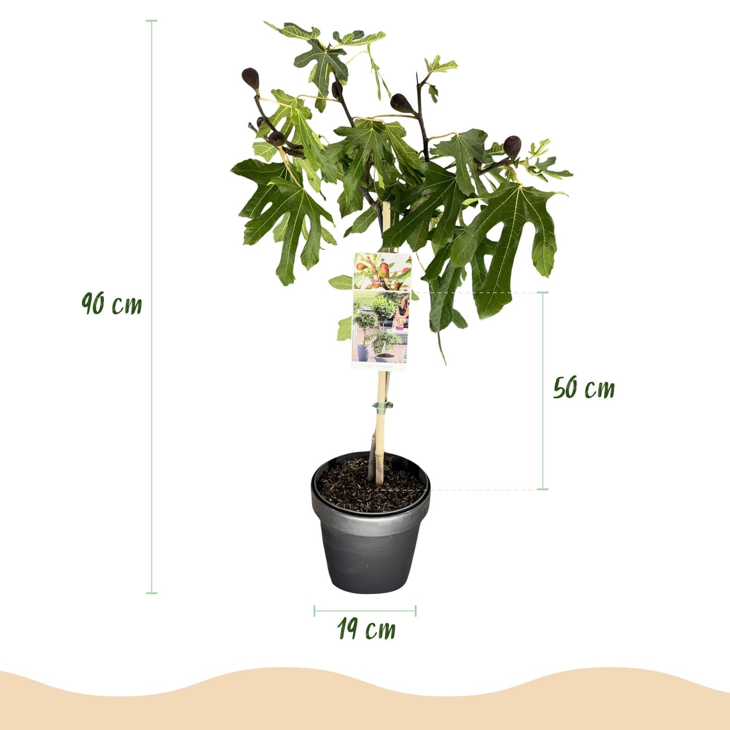 Green boutiQ - Plant op Stam - Ficus carica Little Miss Figgy - Terras Plant - Bladverliezend - Winterhard - Groene Vrucht - Pot 19cm Hoogte 90cm