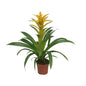 Guzmania Desire - Ø12 ↕45