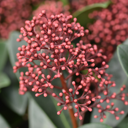 Set van 3 Skimmia 'Rubella' – Ø10,5 cm – ↨ 20-25 cm