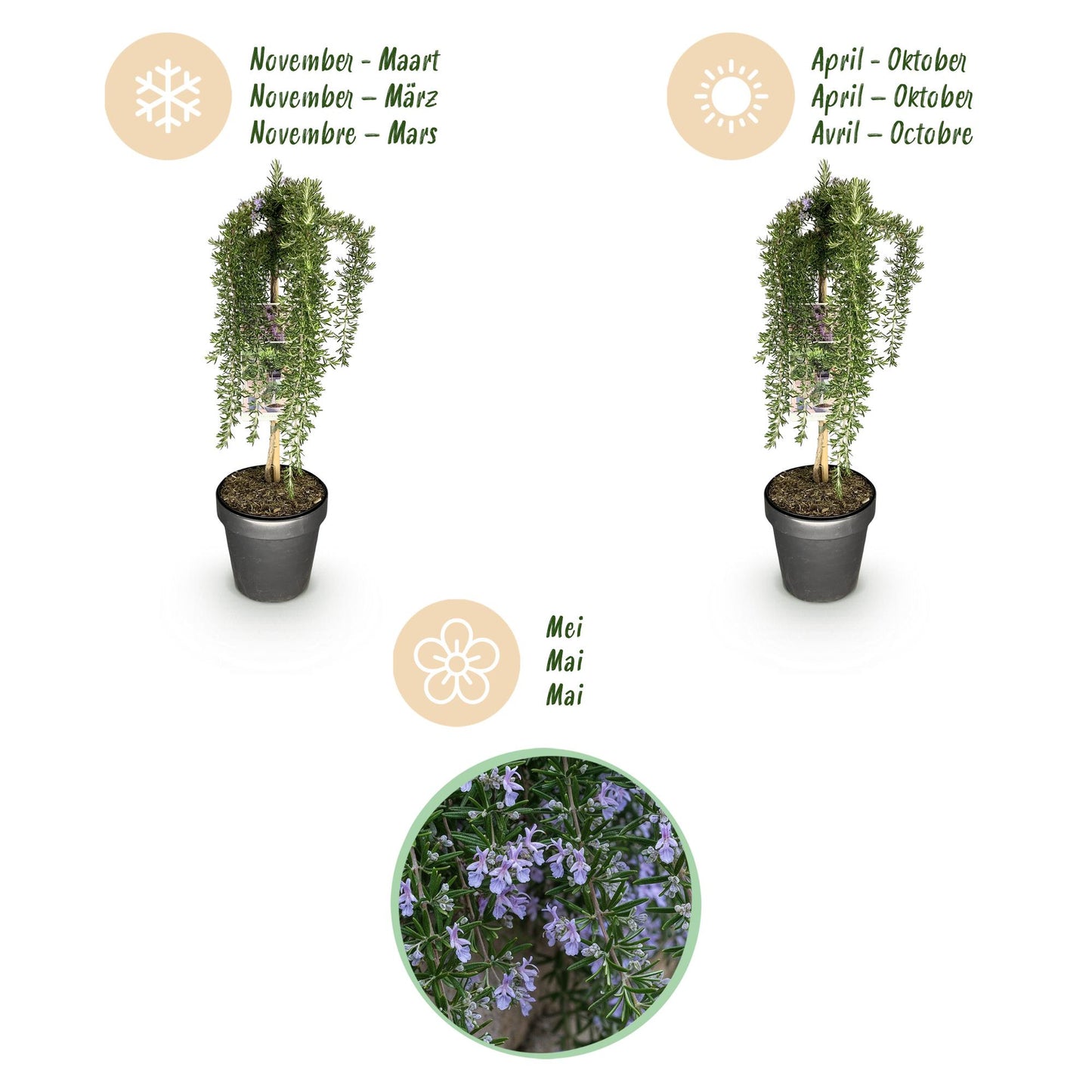 Green boutiQ - Plant op Stam - Rosmarinus officinalis Prostratus - Terras Plant - Bladhoudend - Winterhard -Paarse Bloem - Pot 19cm Hoogte 90cm