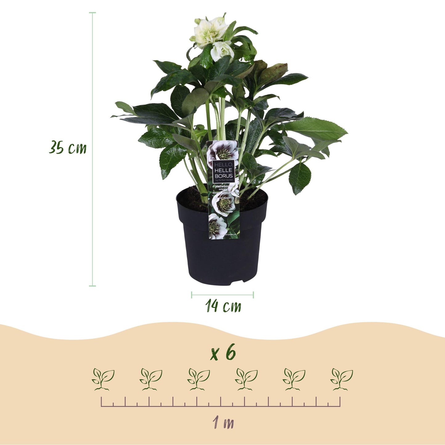 Green boutiQ - Tuinplant - Lenten Rose - Helleborus orientalis Double Ellen White - Witte Bloem -1 Plant - Groenblijvend - Pot 14cm Hoogte 35cm