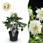 Green boutiQ - Tuinplant - Lenten Rose - Helleborus orientalis Double Ellen White - Witte Bloem -2 Planten - Groenblijvend - Pot 14cm Hoogte 35cm