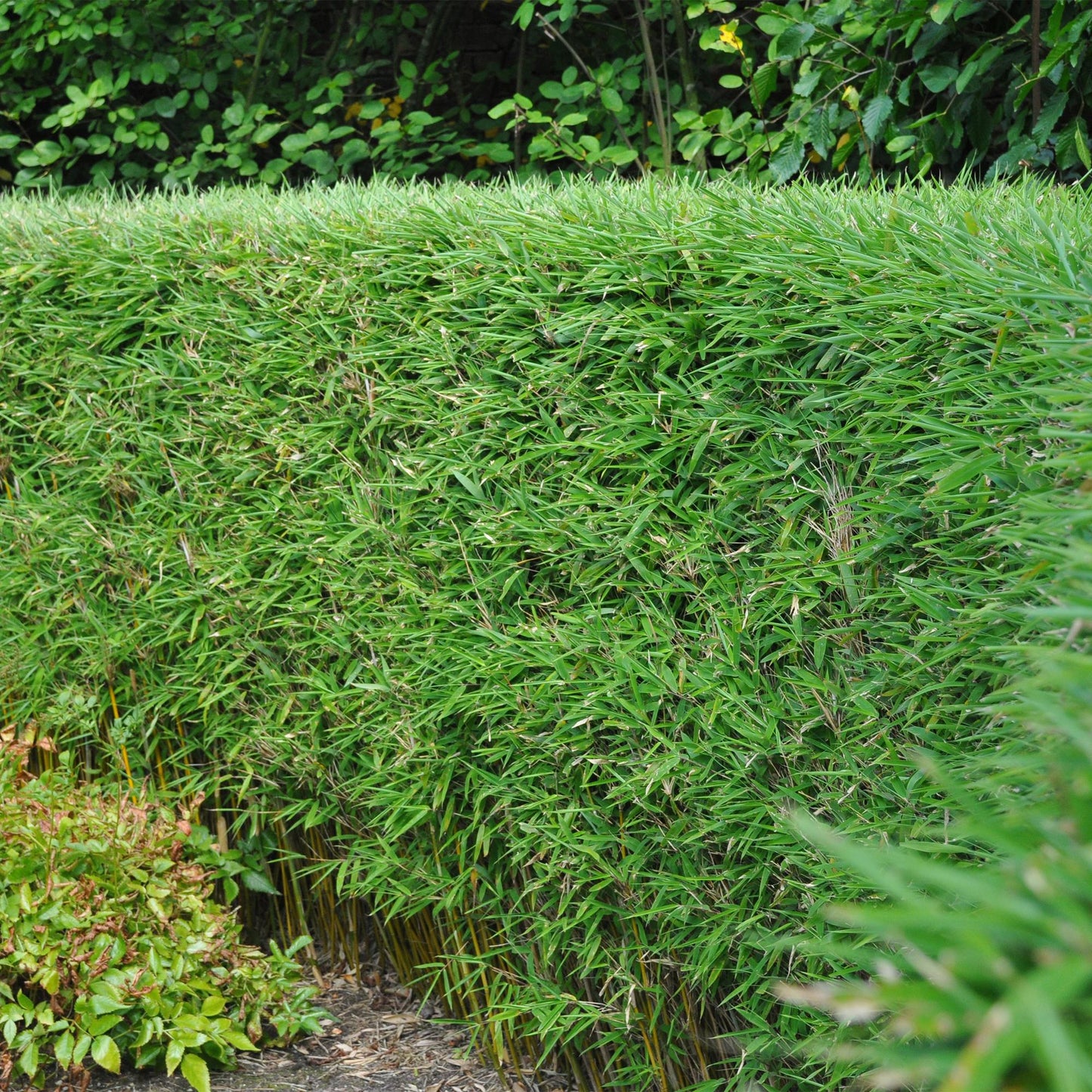 Green boutiQ - Bamboe - Fargesia rufa - Groen - 2 Planten - Bladhoudend - Niet Woekerend- Pot 17cm Hoogte 60cm