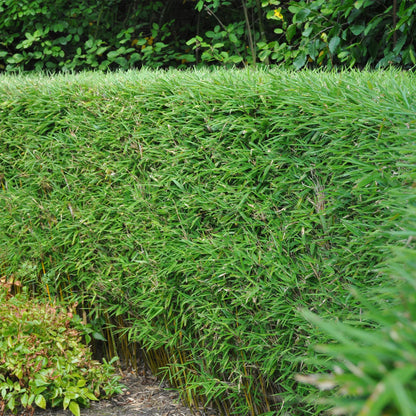 Green boutiQ - Bamboe - Fargesia rufa - Groen - 2 Planten - Bladhoudend - Niet Woekerend- Pot 17cm Hoogte 60cm
