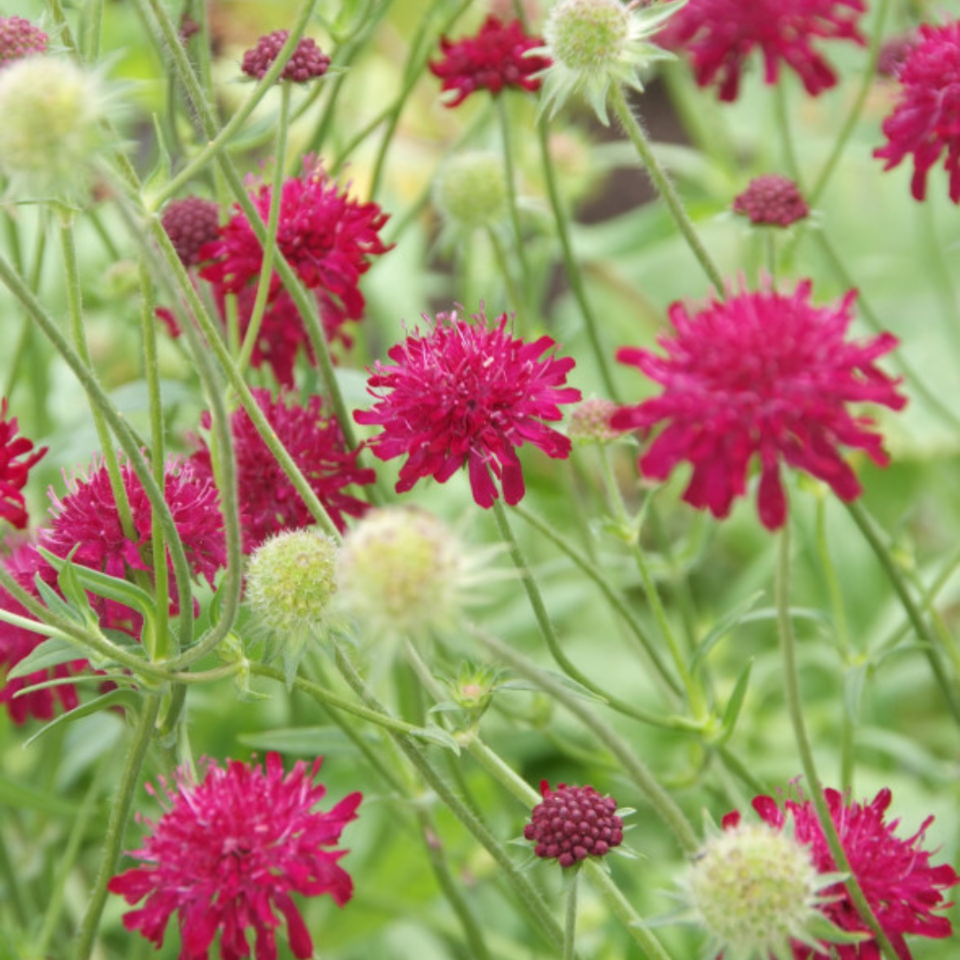 12x Knautia macedonica - ↕10-25cm - Ø9cm