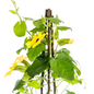 4x Thunbergia Alata Sunny Susy Yellow Ø13 cm - ↕60 cm