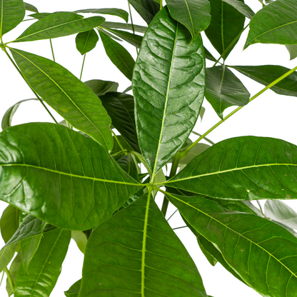 Pachira Aquatica met mand Ø24cm - ↕120 - 140cm