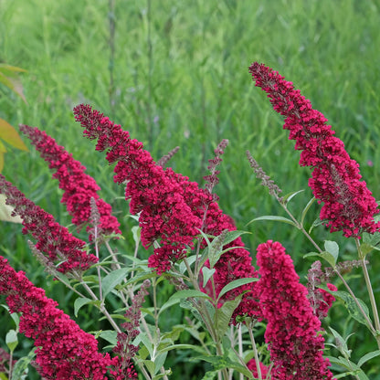 Green boutiQ - Vlinderstruik - Buddleja davidii Royal Red - Bloem Rood - 1 Plant - Bladverliezend - Vlinderlokkend -  Pot 17cm Hoogte 25cm
