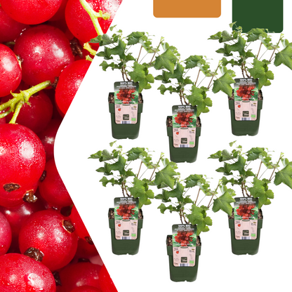 6 x Biologische Kruisbessenplanten - Ø 13 cm - ↨ 20 cm