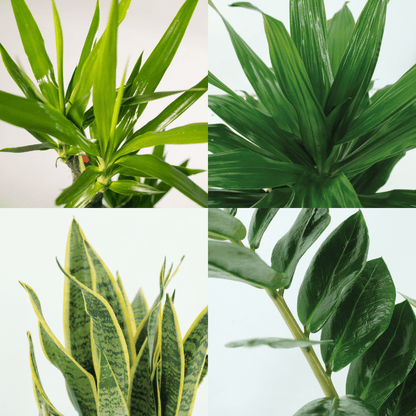 Makkelijke plantenbox - 4 kamerplanten - Diverse hoogtes - Ø14-Ø17