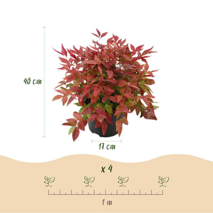 Green boutiQ - Tuinplant - Nandina Blush Pink - Donker Roze - 2 Planten - Groenblijvend - Weinig Onderhoud - Pot 17cm Hoogte 40cm