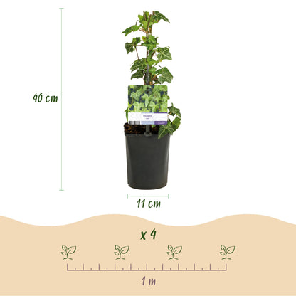 Green boutiQ - Klimplanten Rainbow - Clematis montana Rubens  Hedera helix lonicera Goldflame Campsis madame Galen   - Jaarrond kleur - 4 planten - Pot 11cm Hoogte 40cm