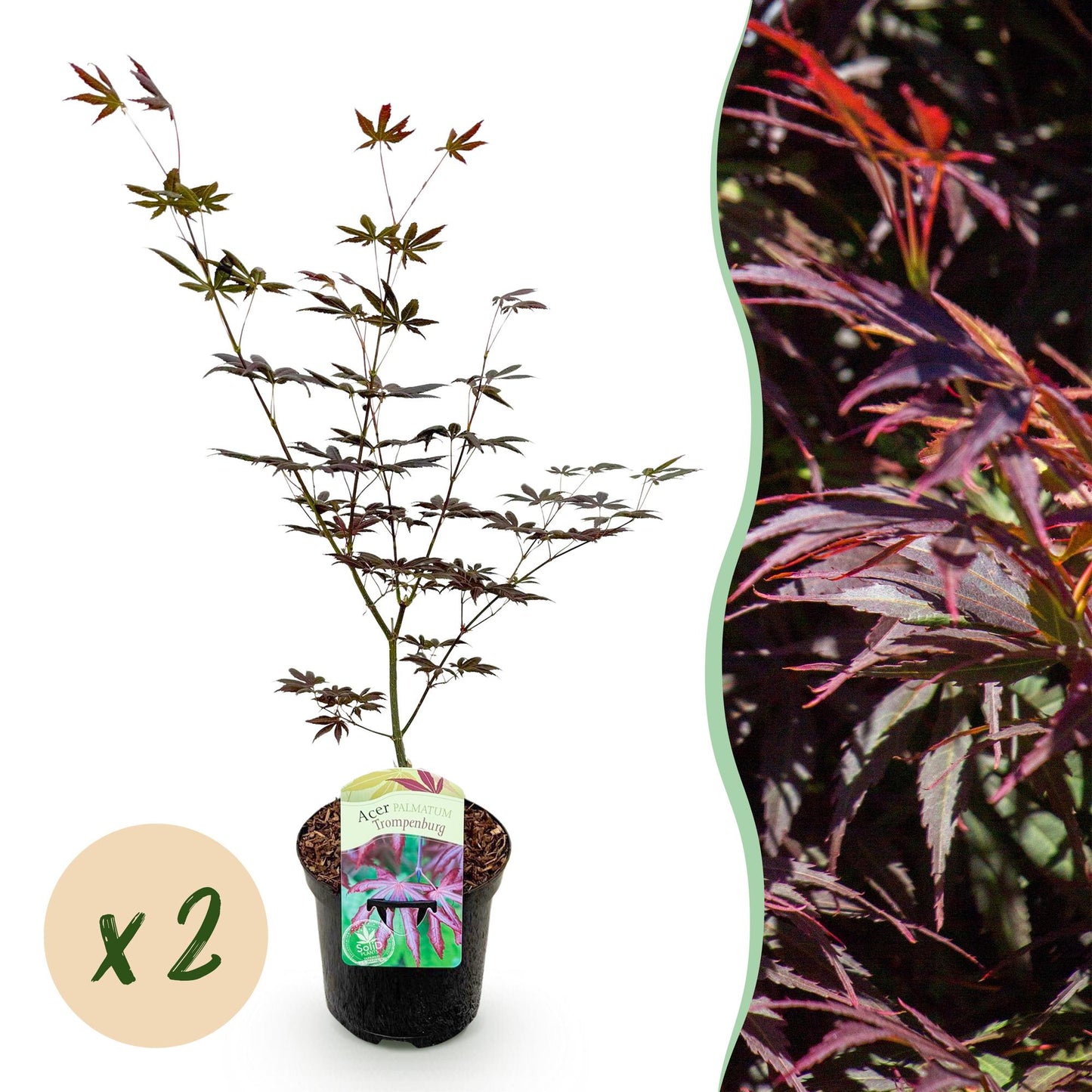 Green boutiQ - Terrasplant - Japanse Esdoorn - Acer palmatum Trompenburg -Donker Paars - 2 Planten - Bladverliezend - Pot 19cm Hoogte 70cm