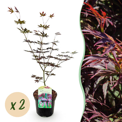 Green boutiQ - Terrasplant - Japanse Esdoorn - Acer palmatum Trompenburg -Donker Paars - 2 Planten - Bladverliezend - Pot 19cm Hoogte 70cm