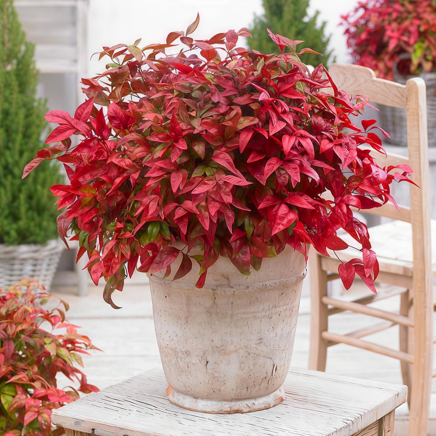 Green boutiQ - Tuinplant - Nandina Blush Pink - Donker Roze - 2 Planten - Groenblijvend - Weinig Onderhoud - Pot 17cm Hoogte 40cm