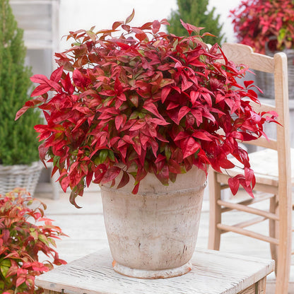 Green boutiQ - Tuinplant - Nandina Blush Pink - Donker Roze - 2 Planten - Groenblijvend - Weinig Onderhoud - Pot 17cm Hoogte 40cm