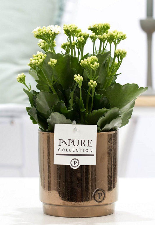 Kalanchoe White In P&PURE Juliette Ceramics Goldbronze - Ø12cm - ↕27cm