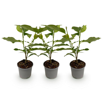 Green boutiQ - Tuinplant - Magnolia soulangeana - Bloem Roze - 3 Planten - Bladverliezend - Weinig Onderhoud - Pot 12cm Hoogte 30cm
